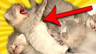 ХВАТИТ СПАТЬ!! Сказка про котят с озвучкой. Каждый котик такой ХВАТИТ СПАТЬ!! Сказка про котят с озвучкой. Каждый котик такой