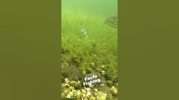 Shaking The Craw Largemouth Bass #shorts