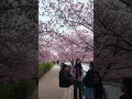[Feb-2026 JAPAN] (4K)Sakura blooming at Kawazu, Japan✨Such a beautiful day in spring ✨