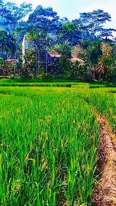 Di persawahan padinya terlihat hijau subur#shortvideo