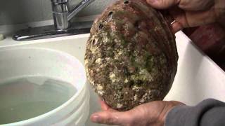 Cleaning abalone shells