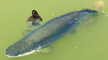 Quali sono gli animali corazzati?