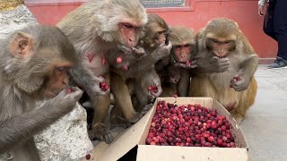 Monkey enjoying with bayberry mulberry & watermelon as well as dog enjoying with delicious meal