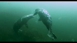 Zach Whalen underwater demo reel