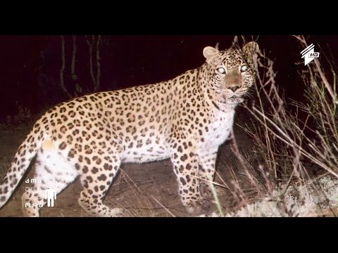 ვაშლოვანი - ქართული სავანა
