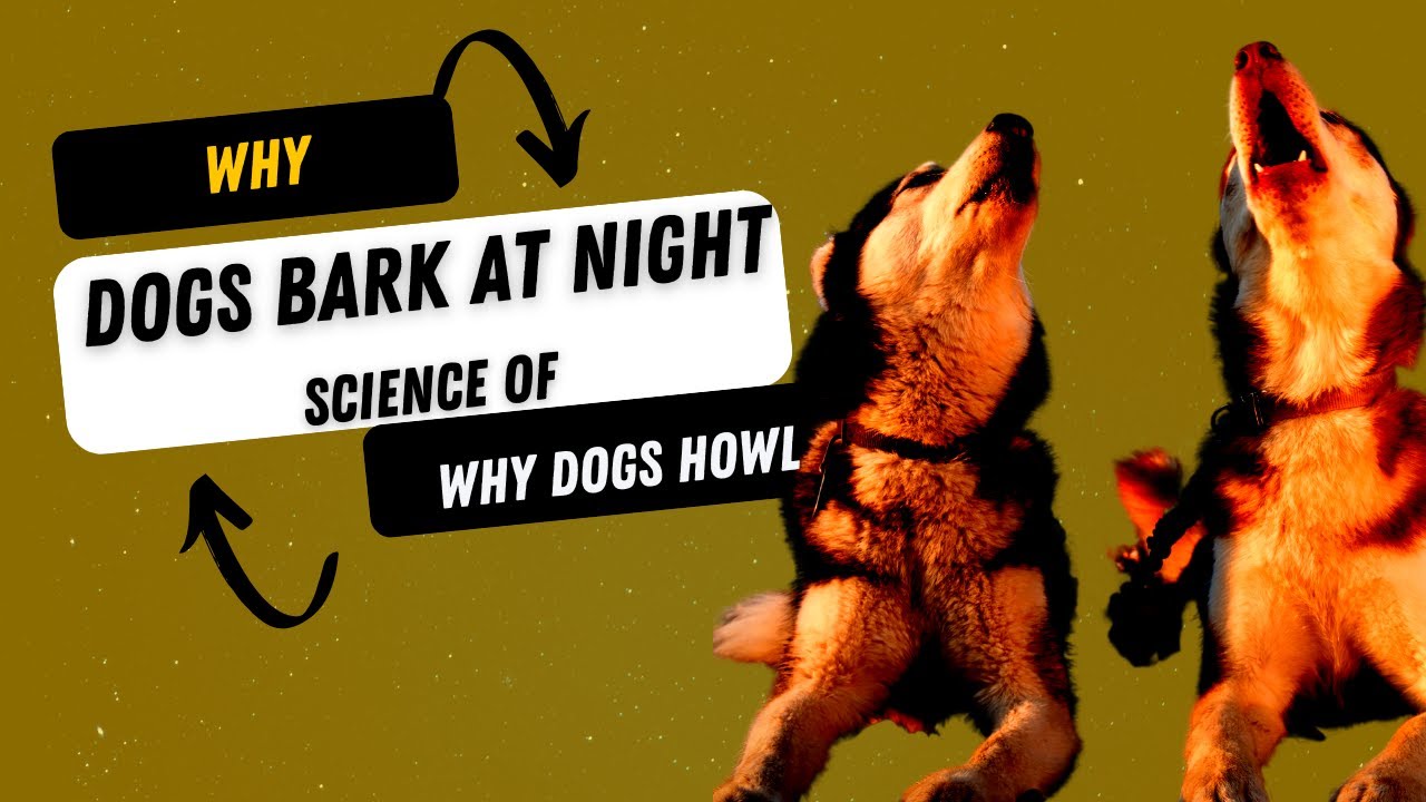 Why Dogs Bark At Night The Science Of Why Dogs Howl 🐶🌃 cutedogs 