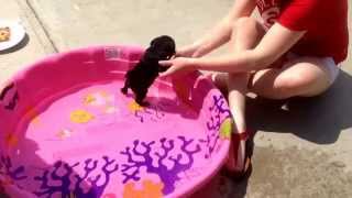 Luna the baby pug's first time in the pool ❤