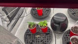 Seed 2 Harvest: Foliar Feeding With @opticfoliar Under @PhotontekLighting