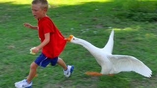 Kids and Babies meeting Farm and Zoo animals for the first Time - Hilarious Resctions