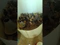 Mwalimu KUKU FARM JIPATIE VIFARANGA BORA VYA KUKU CHOTARA Mwalimu KUKU FARM JIPATIE VIFARANGA BORA VYA KUKU CHOTARA