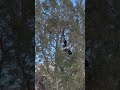 DOG CLIMBS TREE WITH COUGAR! #dogs #hounds #cougar #mountainlion #puma #bigcat #elgato #jag #dog #ca