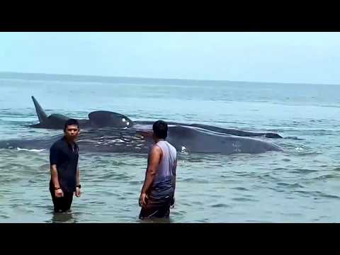 Video: Paus 7 Meter Yang Jarang Dilemparkan Di Pantai Namibia, Dan Ada Yang Mematahkan Rahangnya - - Pandangan Alternatif