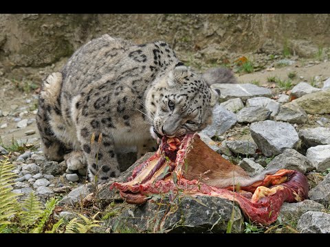 Snow Leopard Vs Snow Tibet Yak | The Great hunter Of Mountain |Divine Nature | dev by nature beauty