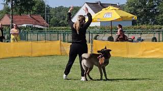 Dogdance Heelwork To Music Novice - Tremis by Elke Boxoen - Dogz Devotion Academy  167 views 3 months ago 2 minutes, 30 seconds