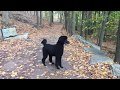 5 Year Old Standard Poodle