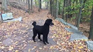 5 Year Old Standard Poodle