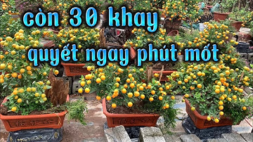 còn 30 khay bán nốt, quất tết 2023 giá quất tết quất cảnh hưng yên