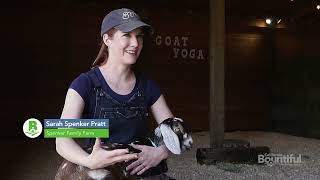 Goat Yoga at Spenker Family Farm