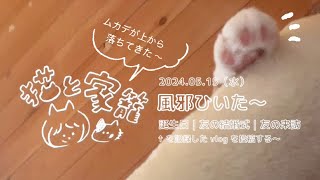 vlog5月のある日間 誕生日 友の結婚式 友の来訪 からの〜 風邪をひきました〜 #vlog #猫 #cat