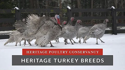 Heritage Turkey Breeds