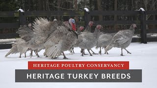 Heritage Turkey Breeds