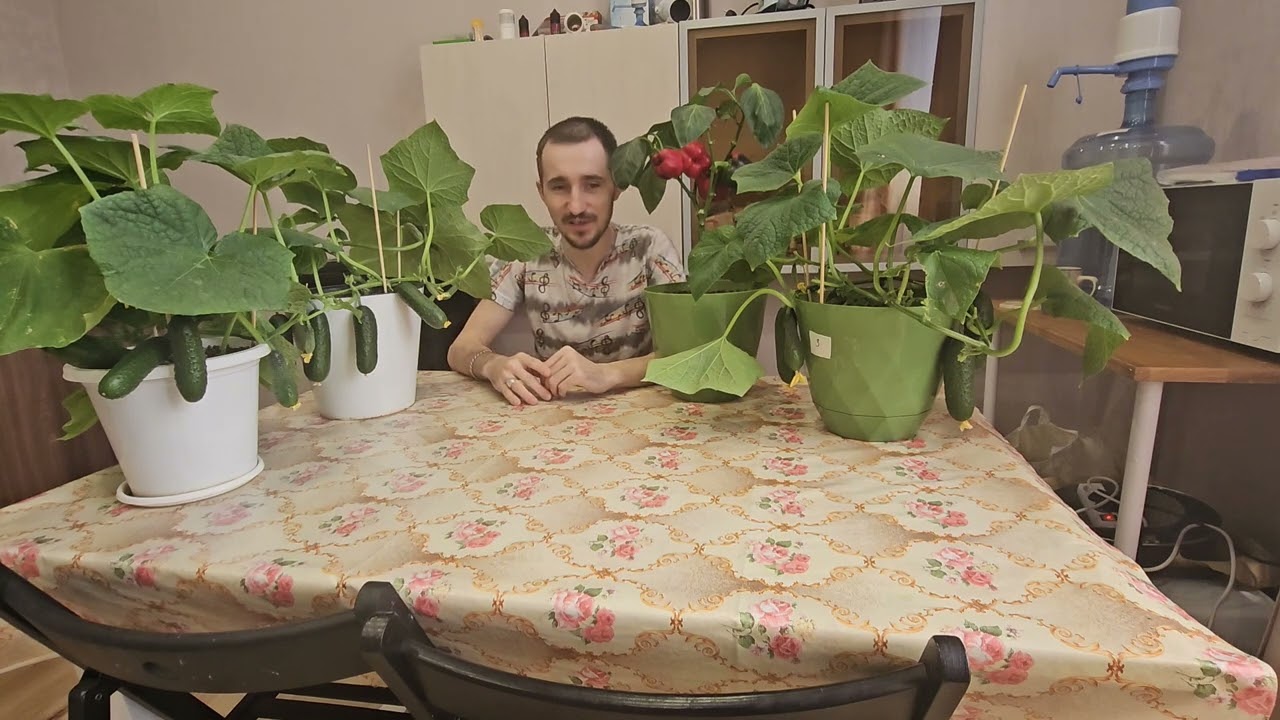 основные ошибки выращивания, правила и советы по выращиванию овощей на подоконнике,дома на стелаже