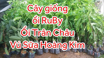 Guava1b1. Cây giống ổi RuBy ổi Nữ Hoàng và vú sữa Hoàng Kim #KyThuatTrongOiHakiOfficial