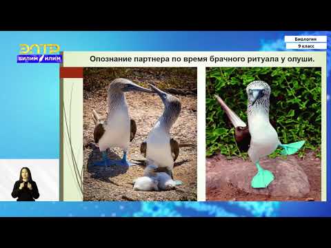 9-класс | Биология | Основные движущие силы эволюции видов в природе. Борьба за существование