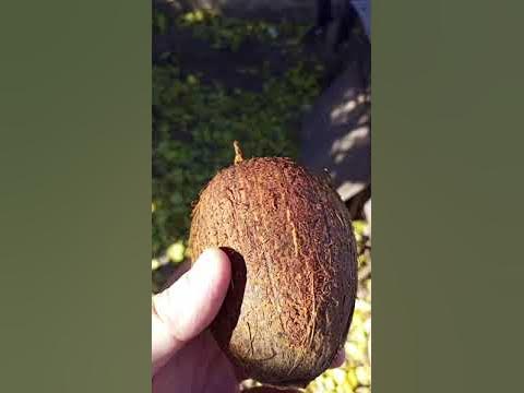 Это-какос - YouTube