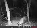 Scrappy Boar Hog!  Excellent Footage!