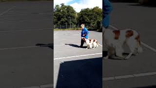 Breacan the Irish Red&White Setter