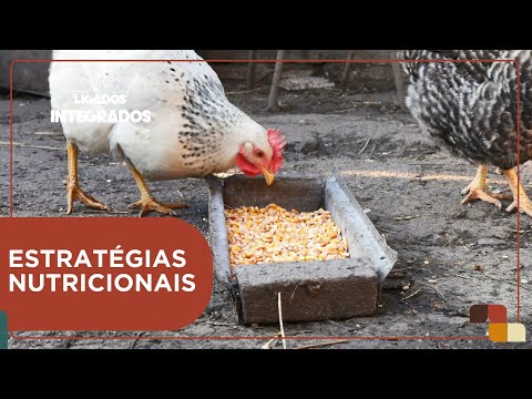 Uso de batata-doce na dieta das aves diminui custo de produção | Ligados&Integrados - 08/02/2024