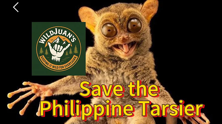 SAVING THE PHILIPPINE TARSIER - CONSERVATION EFFORTS AND HOW WE CAN HELP SAVE THEM