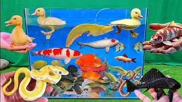 Video tổng hợp cá cảnh đẹp, vịt, vịt con, cá koi, cá trê, trăn vàng, cá rồng