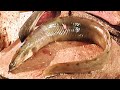 Rare Vaam Eel Fish Cutting Skills In Live Fish Market | Amazing Fish Cutting Skills