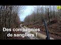 Chasse au grand gibier ! Des compagnies de sangliers et tir d'une biche !