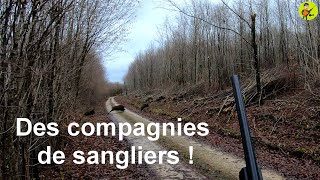 Chasse au grand gibier ! Des compagnies de sangliers et tir d&#39;une biche !