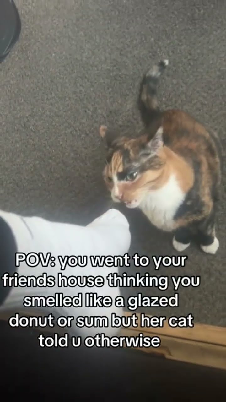 When you just playing prvnci and the Kittyo remind u nah