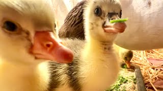 ԻՆՉՊԵՍ ԽՆԱՄԵԼ ՍԱԳԻ ՃՏԵՐԻՆ - Содержание ГУСЯТ - Raising Goslings