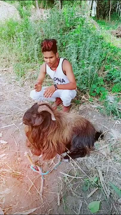 Boka bakri ke comedy