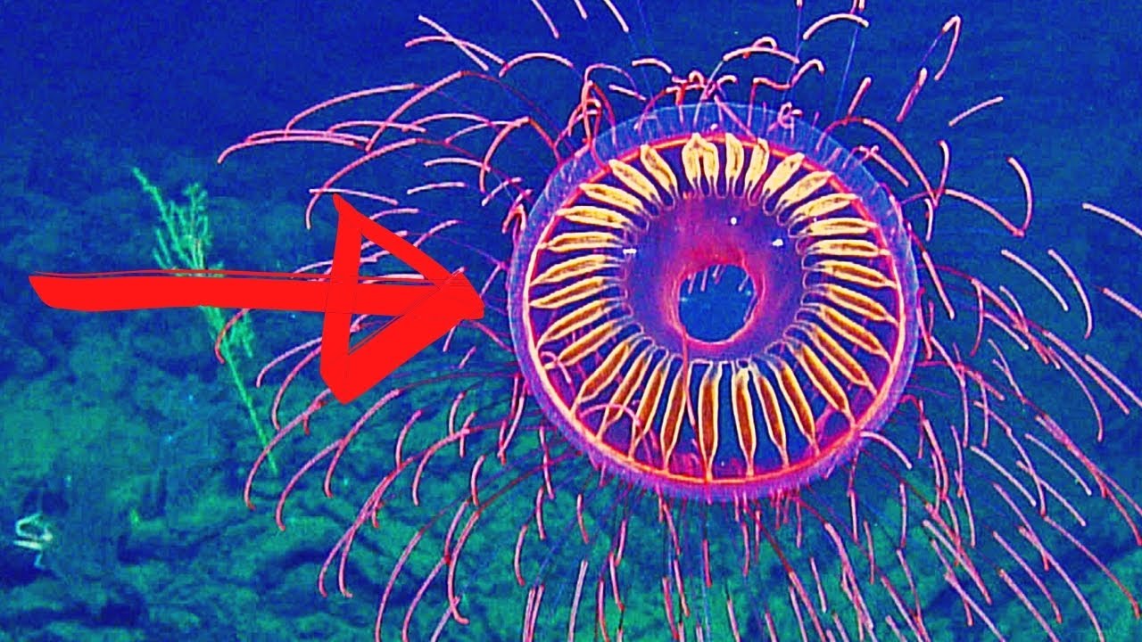 'Firework' jellyfish filmed 4,000 ft deep by ROV YouTube