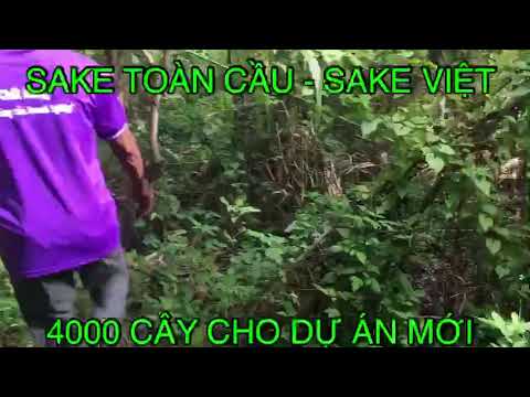 Video: Cách Trồng Breadfruit Từ Hạt giống - Mẹo Trồng Hạt giống Breadfruit