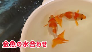 【出雲なんきん】金魚の水合わせ【導入方法】五大地金魚の飼い方vol.16