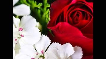الشيخ عبدالودود حنيف سورة ( البينه)
