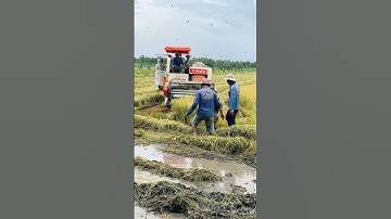 Máy Cắt Lúa Bắt Chuột #agrimotor #máycàymiềntâytv #tractor