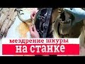 Мездрение шкуры на станке. Домашняя выделка шкур