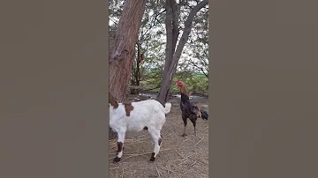 ANIMAL LOVE LIFE Animals Love Life Shorts Vild Viral Trending Reels Explore Cock 