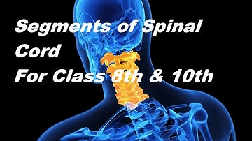 8th & 10th  Class General Science(Biology) - Chapter  1 - Spinal Cord