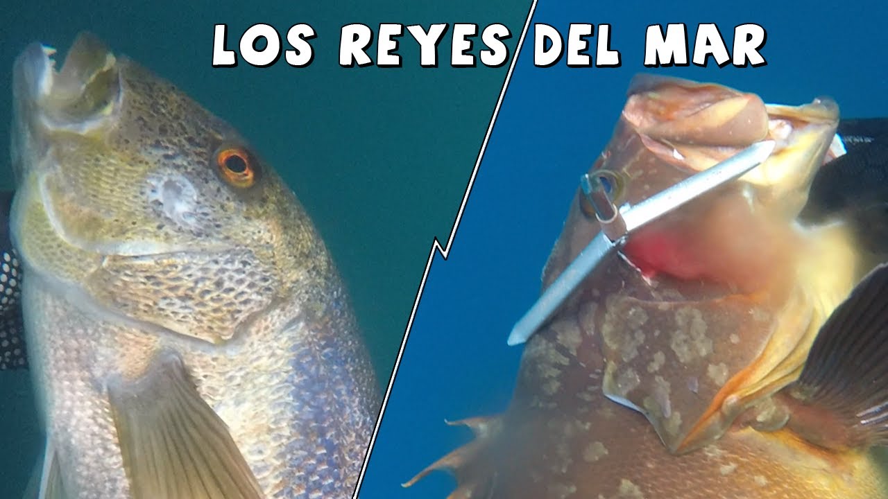 Pesca Submarina en la Costa Brava: Cazando a los Reyes del Mar