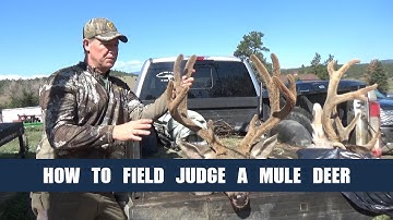 How to Quickly Field Judge Mule Deer